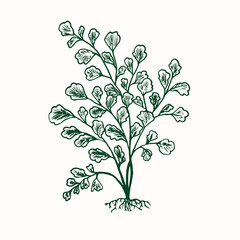 Adiantum capillus-veneris, Southern maidenhair fern, black maidenhair or venus hair fern, doodle black ink drawing, woodcut style