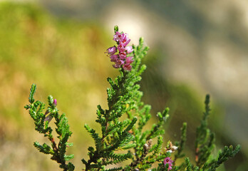 close up of a moorland heather plant with pink flowers in the spring