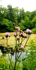 flowers in the garden