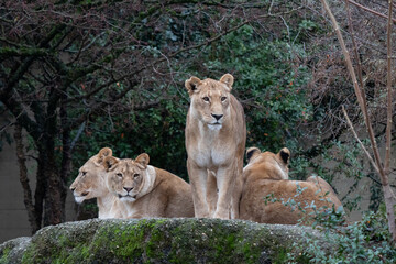 Basel, Switzerland, December 2020. Lioness in Zoo.