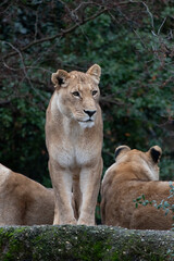 Fototapeta na wymiar Basel, Switzerland, December 2020. Lioness in Zoo.