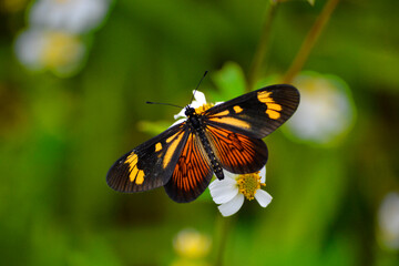 Butterfly (Actinote pellenea) pollinating flowers in the middle of the forest