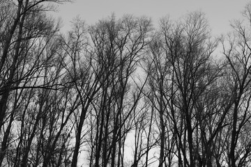 Arbres en hiver au parc de la Feyssine, ville de Villeurbanne, département du Rhône, France