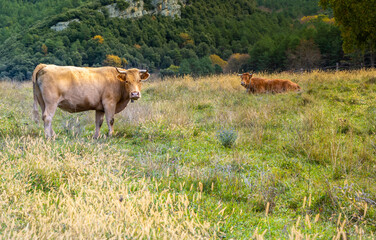 vacas alta garrotxa