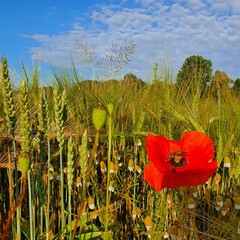 red poppy field