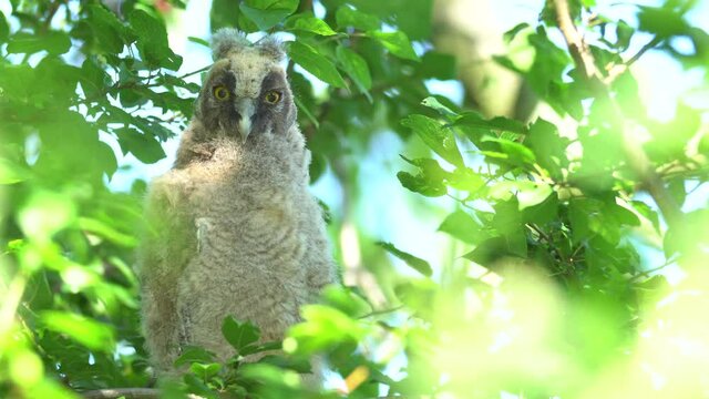 Close up of young chick long eared owl (Asio otus) portrait gazing and sitting on dense branch deep in crown of buch. Wildlife tranquil portrait footage of bird in natural habitat background.