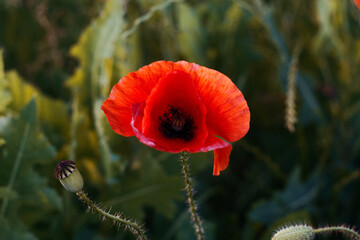 Red poppy on the field