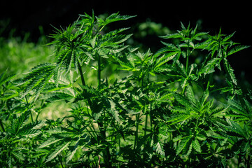Naklejka premium Brightly lit thickets of cannabis plants on a blurred natural background. Selective focus.