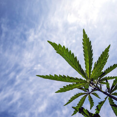 Cannabis plant against a blue sky with white clouds. Selective focus.