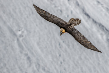 Bartgeier (Gypaetus barbatus)