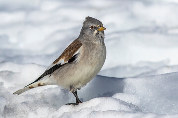 Schneesperling (Montifringilla nivalis)
