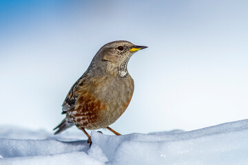 Alpenbraunelle (Prunella collaris)