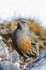 Alpenbraunelle (Prunella collaris)
