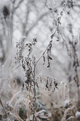 Beautiful leaves in hoarfrost and snow in the winter