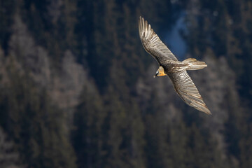 Bartgeier (Gypaetus barbatus) in seinem Revier