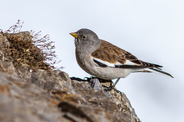 Schneesperling (Montifringilla nivalis)