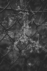 Beautiful leaves in hoarfrost and snow in the winter
