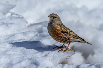 Alpenbraunelle (Prunella collaris)