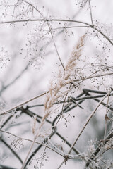 Beautiful leaves in hoarfrost and snow in the winter