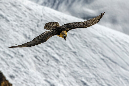 Bartgeier (Gypaetus barbatus)