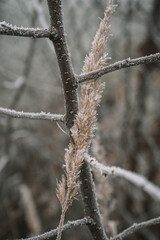 Beautiful leaves in hoarfrost and snow in the winter