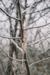 Beautiful leaves in hoarfrost and snow in the winter