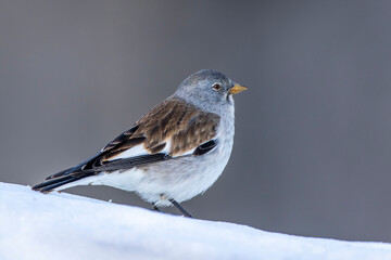 Schneesperling (Montifringilla nivalis)