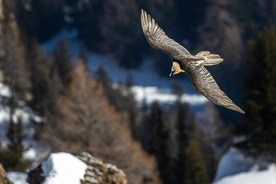 Bartgeier (Gypaetus barbatus)