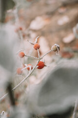 Berry in hoarfrost and snow in the winter
