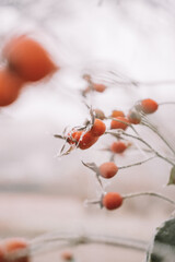 Berry in hoarfrost and snow in the winter