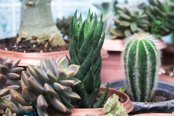 Obraz premium plantas verdes