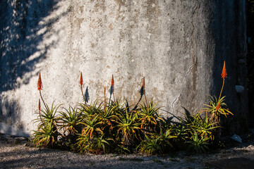 Aloe flowers growing wild from a white wall of an abandoned building