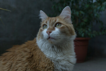 Naklejka na ściany i meble Hermoso gato blanco y naranja con ojos verdes amarillentos. Fondo de cemento con diversas plantas