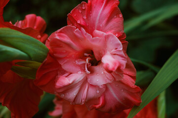 Close-up flowers on the field