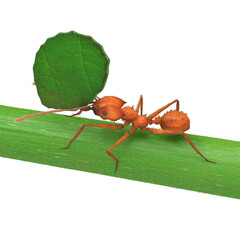 3D illustration of a leaf cutting ant