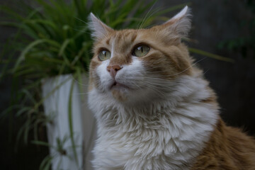 Hermoso gato blanco y naranja con ojos verdes amarillentos. Fondo de cemento con diversas plantas