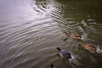 Several wild ducks and coots swim quickly through the water of the pond for food
