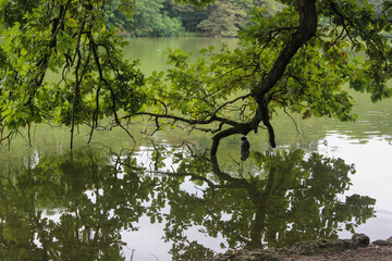 Magnificent view of the city park trees descend branches to the water