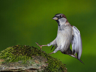 Ein fliegender Haussperling, passer domesticus landet auf einem bemoosten Stein.