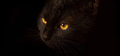 black cat in the dark