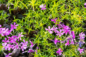 Closeup of colorful tender spring flowers blooming in green park.