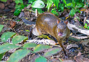 Naklejka na ściany i meble An agouti (Dasyprocta punctata) in the cloud forest, Mindo, Ecuador. Focus on nose and eyes.