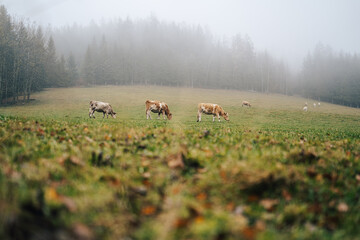Three cows on a misty pasture. Green grass meadow in the mountains and cow grazing on a pasture.