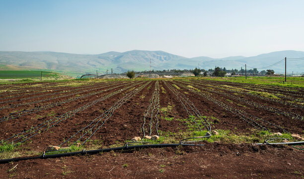 an agricultural moshav cooperative in the jordan valley in the west bank with mountains in the background and a newly planted drip irrigated field in the foreground