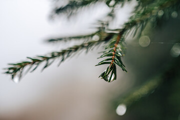 Close up detail photo of water drops hanging on a tree branch. Small rain drops or droplets on a spruce twig.