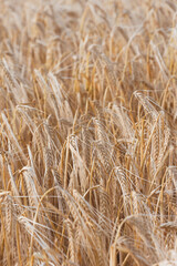 golden wheat field in summer