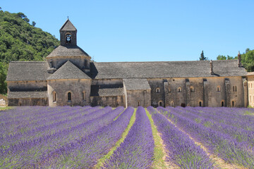 The famous Abbey of Senanque and its lavender field, Luberon, Vaucluse, France
