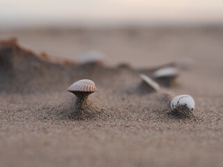 seashells on sand,  staying on top of erosion shape created by the wind