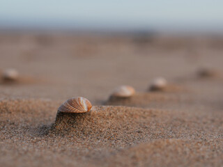 seashells on sand,  staying on top of erosion shape created by the wind