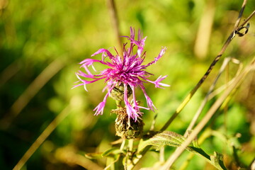 Macro photography of pink centaurea scabiosa flower with natural background